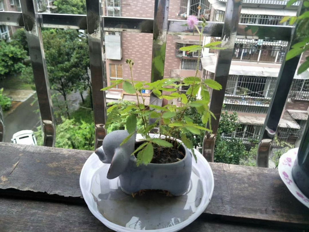 送你一朵水仙花